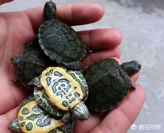 宠物龟的种类大全图片:新手想养个乌龟，选择什么品种最好？