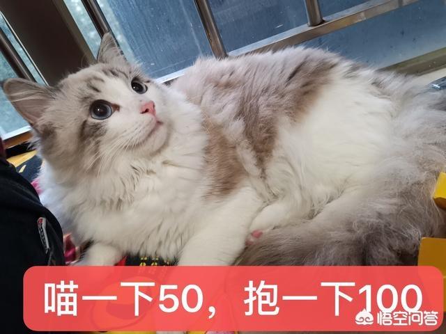 狸花猫和玳瑁猫生什么小猫:中国自己的猫都有些什么品种？