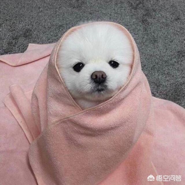 狗狗羊奶粉什么牌子好？怎么挑选狗狗羊奶粉？