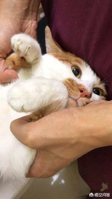 微信土耳其梵猫表情包:为什么不认识的猫，你叫猫咪，或者咪咪它会乖乖朝你走过来？ 土耳其梵猫动图表情包