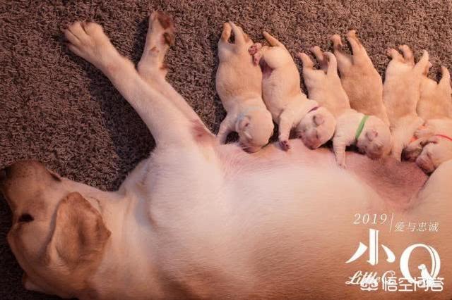 导肓犬小q在线观看:如何评价任达华主演的导盲犬电影《小Q》？