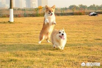 柯基犬图片:养狗为什么最好不要选择柯基犬？