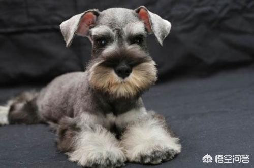 雪纳瑞图片:如何让不吃饭的雪纳瑞幼犬吃东西？