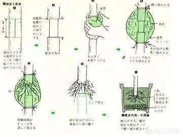 头条问答 水苔能扦插什么植物 2个回答