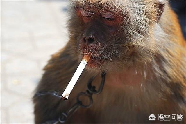 跗猴和类人猿:都说人是类人猿进化而来，那类人猿又是咋来的？