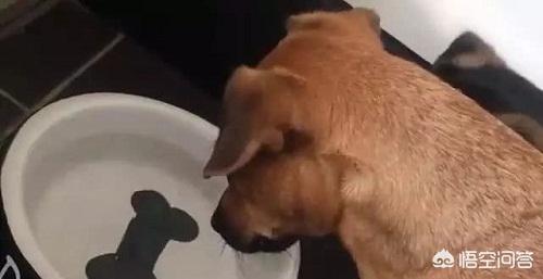狗尿:狗开始在家里到处尿，该怎么办？ 狗尿血是什么原因导致的