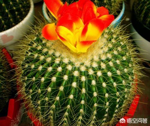 北方干燥的室内可养什么盆栽？