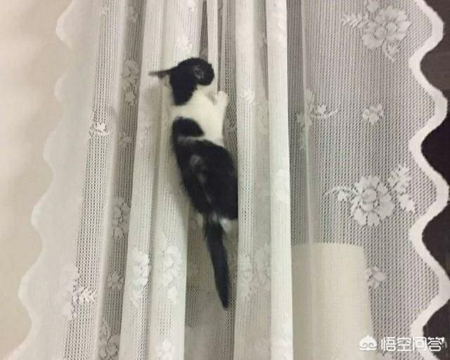 梦见奶牛猫,养一只奶牛猫是一种什么样的体验？