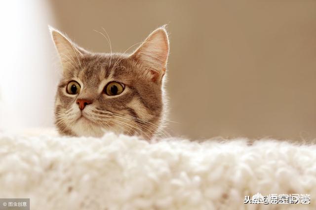 猫白血病:家养的猫咪该注射什么疫苗？