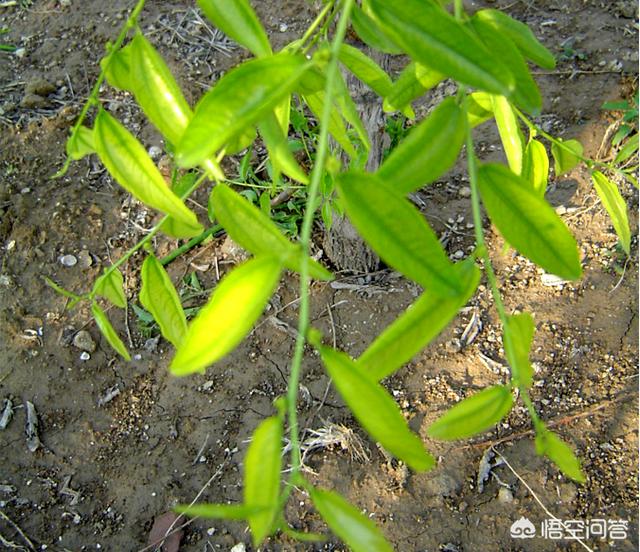 果树缺锌容易发生问题，农业种植缺锌有哪些危害，锌肥该如何使用？