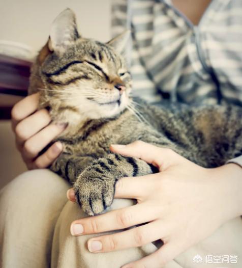 踩奶是什么意思，你有过猫咪在手心踩奶的经历吗是什么感觉