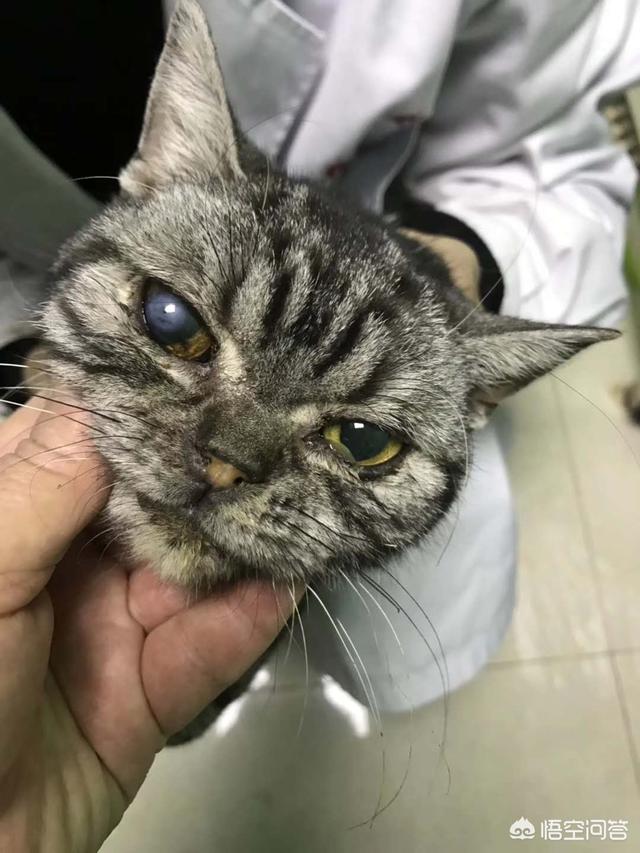 可怜的猫咪:路边捡到一只小猫，好可怜，怎么办？ 可怜的猫咪图片