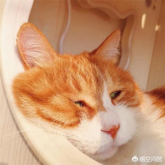 如何养胖橘猫:橘猫为什么比一般的猫要胖？