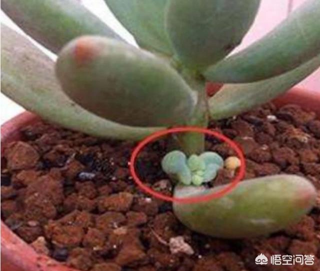多肉大和锦根能长多粗:多肉旁边长了很小的侧芽能换盆吗？