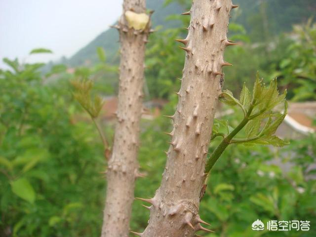 退耕还林地如何种植刺嫩芽？