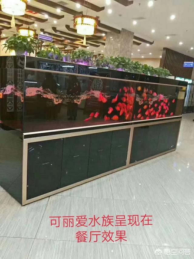 家养海水鱼视频:想养海水观赏鱼,怎么配置海水？