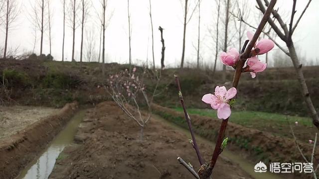 头条问答 桃树在开花时期 需要给它施肥吗 施什么肥好呢 18个回答