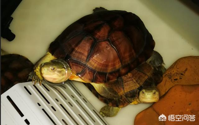 大豹龟感冒怎么办:豹龟感冒了怎么治疗 饲养巴西龟放多少水为好？要注意什么？