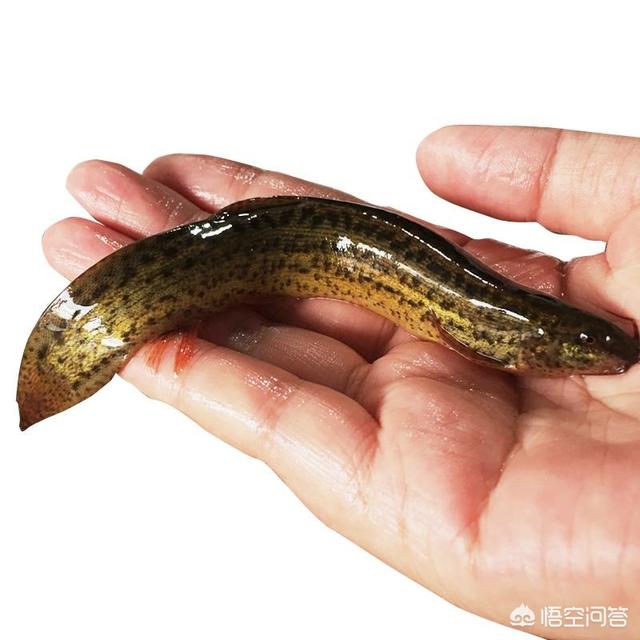 钳鱼到底脏不脏，农村抓的野生泥鳅鱼要去内脏吗？
