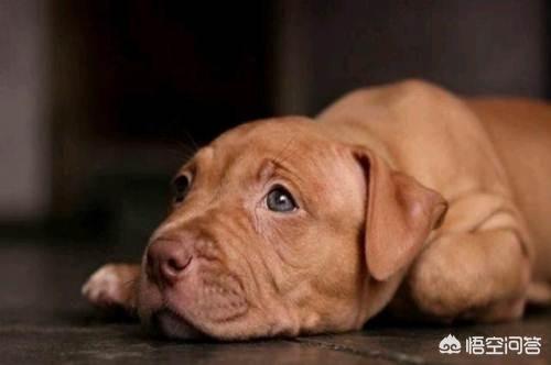 皮特犬怎么训练:比特犬怎么喂养肌肉大，比特犬吃什么长得壮呢？