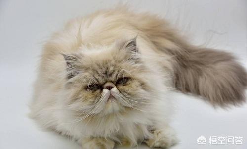 波斯猫图片:想养猫，孩子较小，要养什么品种的猫，有什么注意事项？