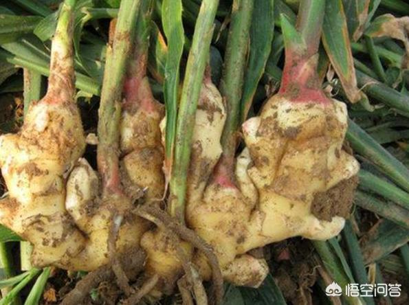 头条问答 生姜怎样留种呢 生姜的播种量 播种密度该如何控制好 蓝莓人 李秋实的回答 0赞