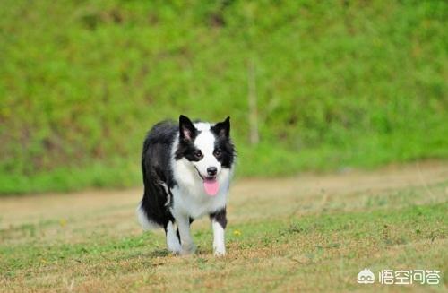 减肥边境牧羊犬吃什么:适合边境牧羊犬的零食有什么，牧羊犬吃什么零食好？