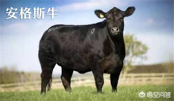 少见的奶牛品种:巴西国家产的是什么种类的牛？