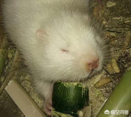 竹鼠和芒鼠:竹鼠能不能当宠物养？为什么？