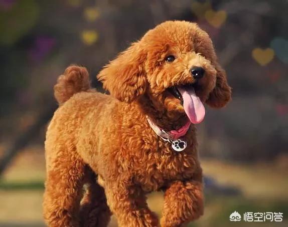 头条问答 想养一只小型狗 体重五到八斤的 要求是不掉毛 听话懂事乖巧的 养什么样的好 261个回答