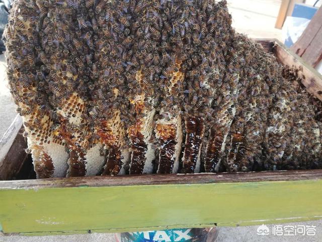 水貂笼箱:水貂笼皮尔卡丹 水貂皮草可以放在樟木箱里吗？
