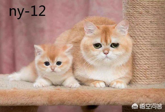 想养一只猫,金渐层的价格大概是多少？预算4000块钱以内,在铜陵哪里能买到放心的？