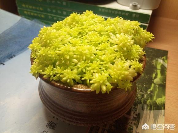 薄雪万年草扦插图解:黄金万年草如何才能养到爆盆？
