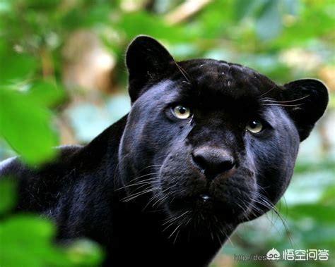 非洲豹是猎豹还是花豹:美洲豹能在非洲灌木丛中生存吗？会完全取代花豹吗？