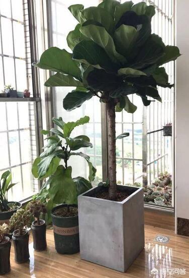 头条问答 琴叶榕盆栽怎么养 10个回答