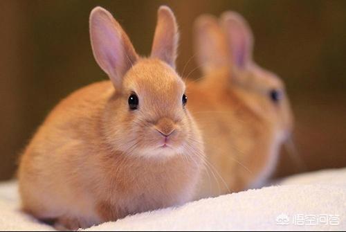 兔子眼里有异物是咋回事，兔子眼球长白色东西，是怎么回事