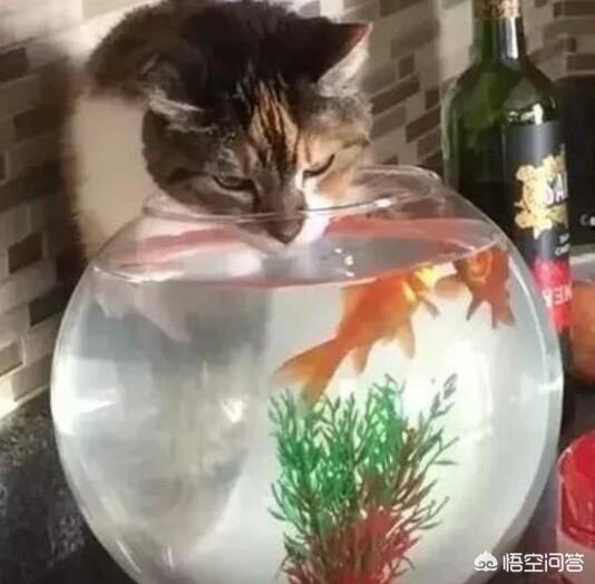 养宠物鱼:有没有遇到过家里养的观赏鱼被猫吃了的情况？