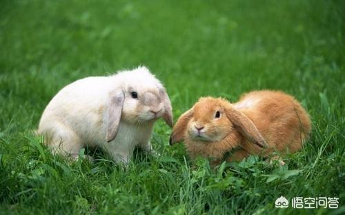 治疗兔子拉稀的方法有哪些，兔子吃什么容易拉肚子，兔子拉肚子怎么治