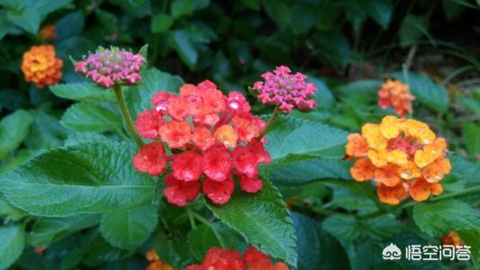 点地梅有毒吗:刺梅花对人体有害吗？适合室内养殖吗？