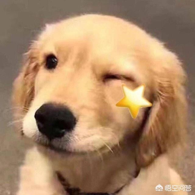 给猫咪减肥:如果想要给猫咪减肥，有没有适合的猫粮推荐？ 猫咪太胖了怎么减肥