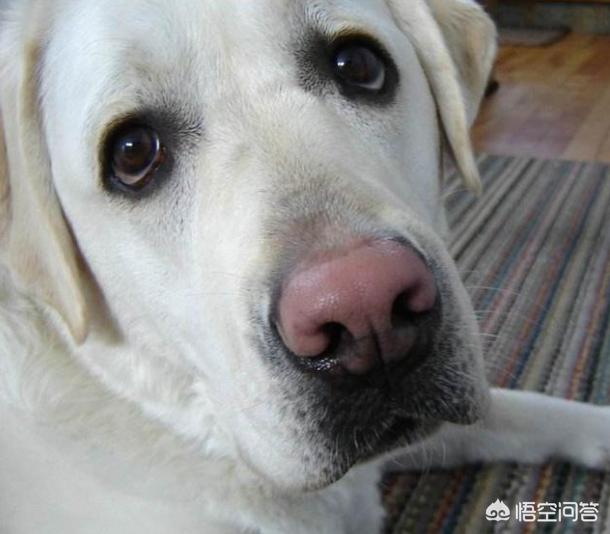 海藻粉颜色:拉布拉多犬的鼻子为什么会褪色变粉？