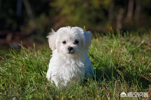 阿拉斯加幼犬什么时候可以洗澡:请问到了夏天阿拉斯加犬需要剪毛吗？