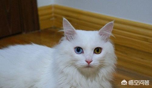 猫咪尿频:临清狮猫尿频尿急会自己好吗？