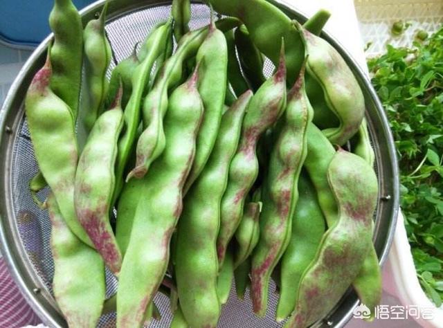 东北种植的油豆角在南方可以种植吗