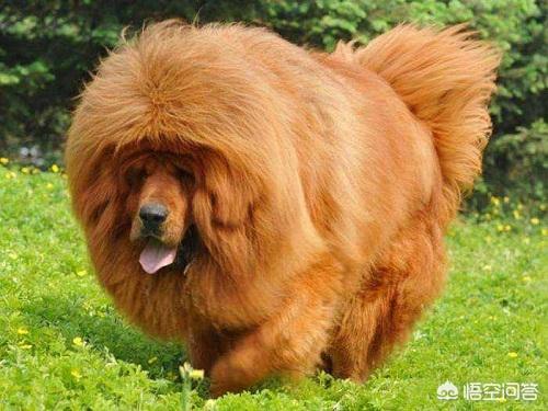 藏獒成火锅食材 网易:藏獒为什么会尿急，藏獒尿急吃什么好？