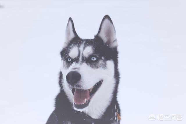 贝生吉犬是种好奇心很旺盛的狗:12星座对应的狗狗是哪些？