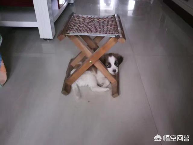 巴仙吉犬智商:怎么看狗狗智商高还是低？