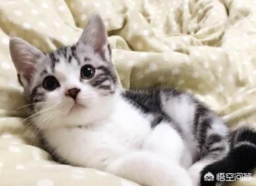 头条问答 猫咪夏天变瘦了怎么补充营养 猫咪如何补充营养 6个回答