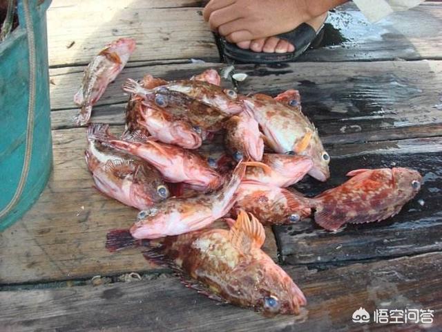 石九公鱼多少钱一斤，跟海边的农民买了两斤石九公花了160元贵吗？怎么做好吃？