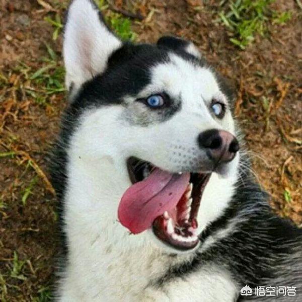 呆萌二货哈士奇:为什么中国农民不多喂养哈士奇当看门狗？